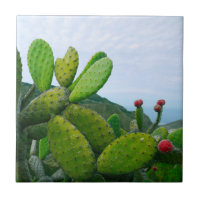 Sydväst Cactus Prickly Pear Sukkulent Öken