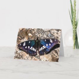 Sydvit amiral Blue Butterfly Painting Kort