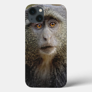 Sykes eller blå markatt, Cercopithecus mitis,