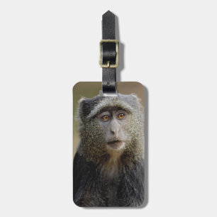 Sykes eller blå markatt, Cercopithecus mitis, Bagagebricka