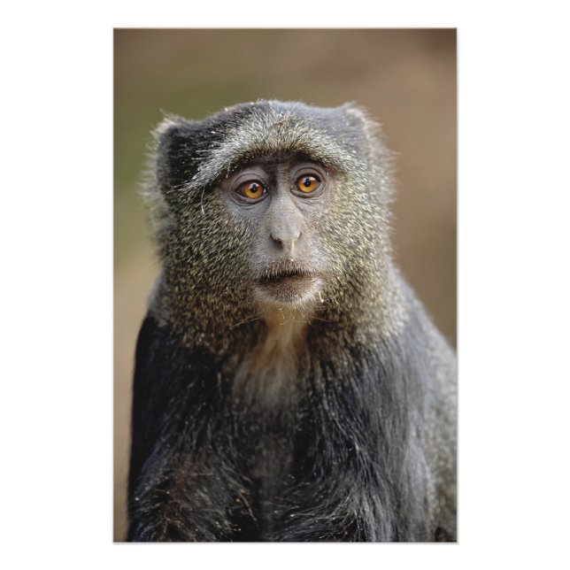 Sykes eller blå markatt, Cercopithecus mitis, Fototryck (Framsidan)