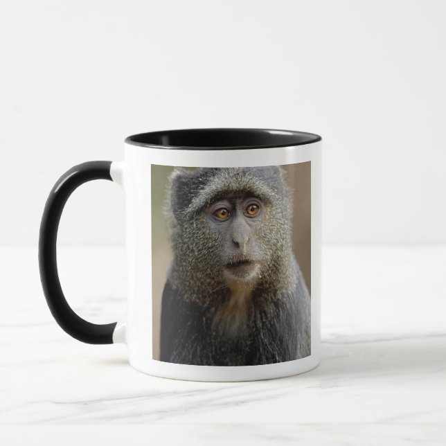 Sykes eller blå markatt, Cercopithecus mitis, Mugg (Vänster)