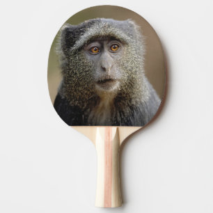Sykes eller blå markatt, Cercopithecus mitis, Pingisracket