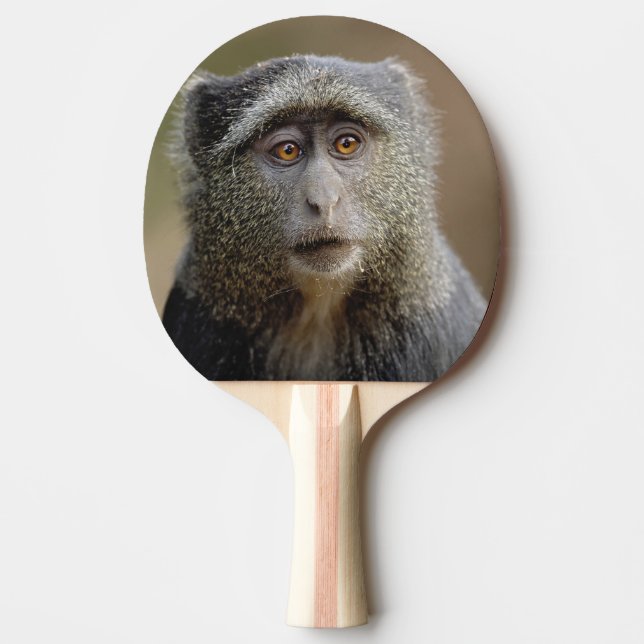 Sykes eller blå markatt, Cercopithecus mitis, Pingisracket (Framsidan)