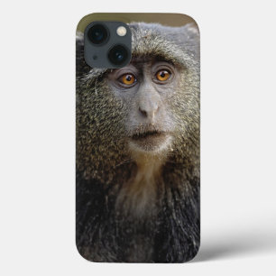 Sykes eller blåmarkatta, Cercopithecus mitis,