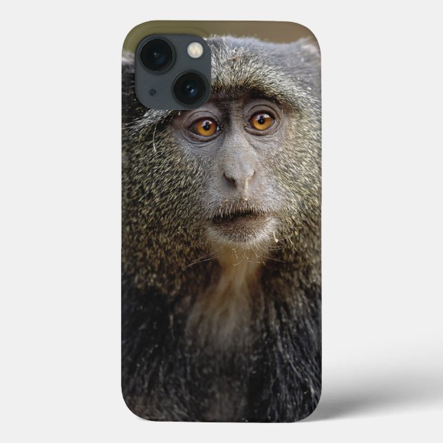 Sykes eller blåmarkatta, Cercopithecus mitis, (Baksida)