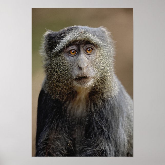 Sykes eller Blue Monkey, Cercopithecus mitis Poster (Framsidan)