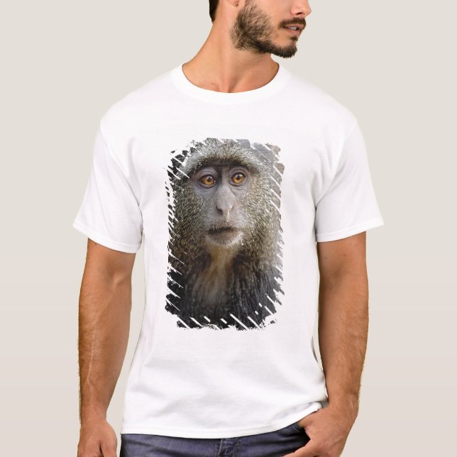 Sykes eller Blue Monkey, Cercopithecus mitis T-shirt (Framsida)