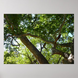 Sykomorlöv Grön Natur Poster