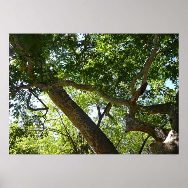 Sykomorlöv Grön Natur Poster (Framsidan)