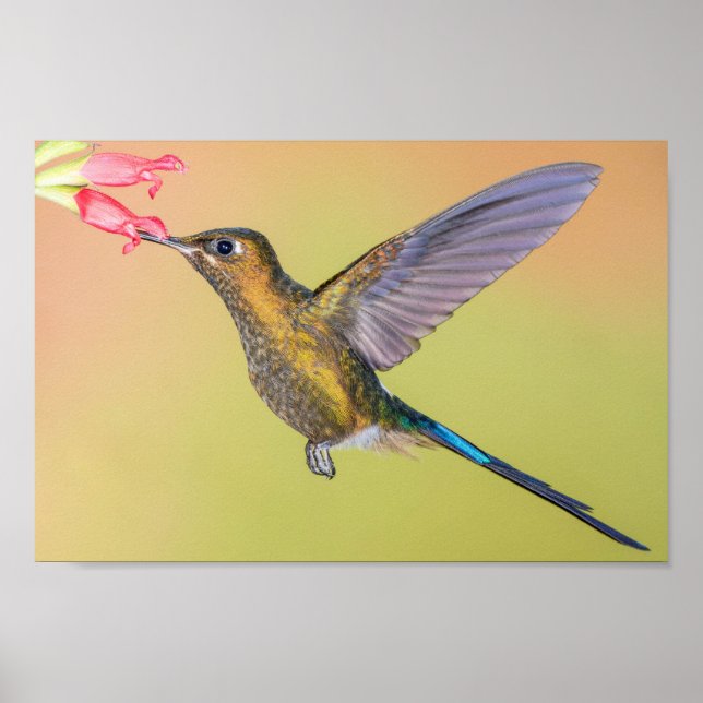Sylph Hummingbird med Long Svan Print Poster (Framsidan)
