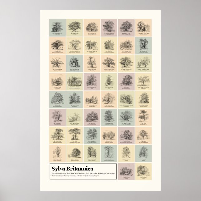 Sylva Britannica Poster (Framsidan)