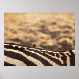 Symbios: Oxpecker & Zebra Poster