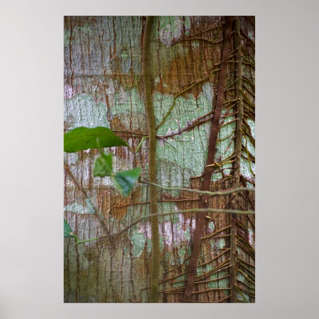 Symbios Poster (Framsidan)