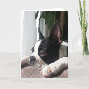 Sympathy boston skräcker kort