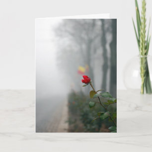 Sympathy Card Röd ros Kort