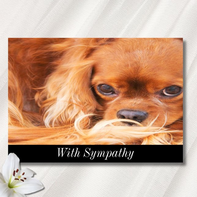 Sympathy Sweet Cavalier Kung Charles Spain Card Kort (Skapare uppladdad)