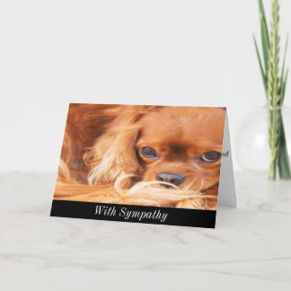 Sympathy Sweet Cavalier Kung Charles Spain Card Kort