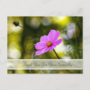 Sympathy Tack Evening Rosa Cosmos Wildblomma Vykort