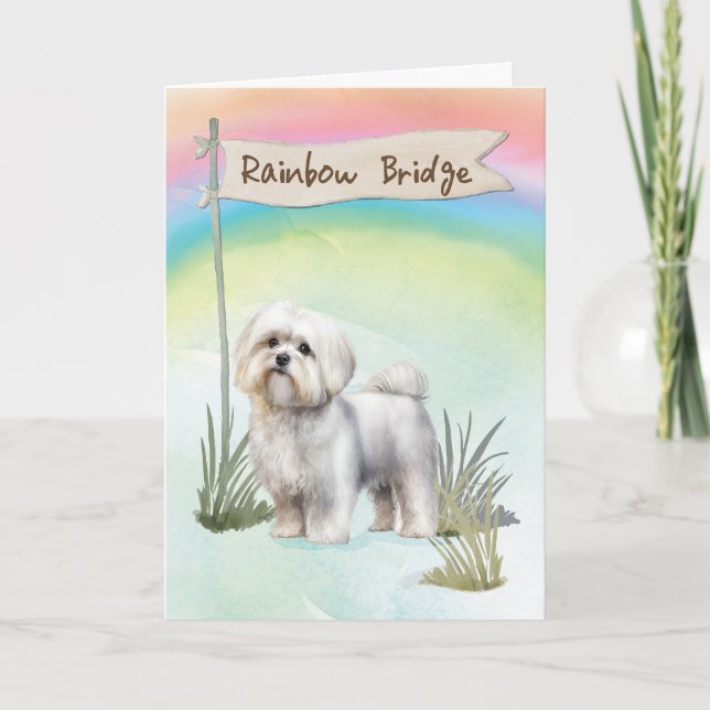 Sympati för malteser hund över Rainbow Bridge Kort (Framsida)
