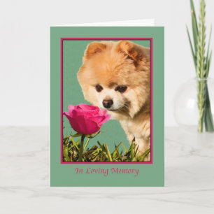 Sympati, husdjur, Pomeranian hund och rosa kort