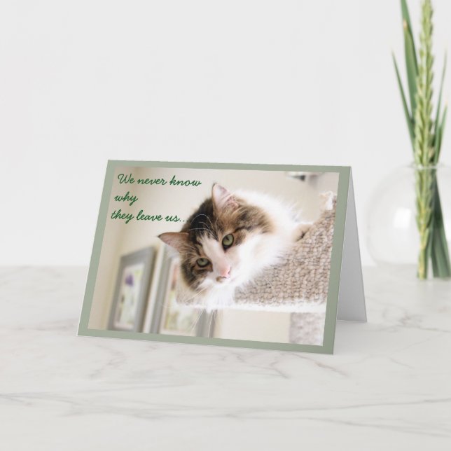 Sympati med fluffy Cat Ansikte Kort (Framsida)