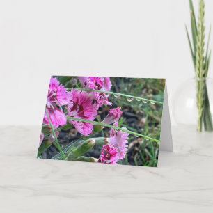 Sympati Rosa Dianthus Med Vattendroppar Kort