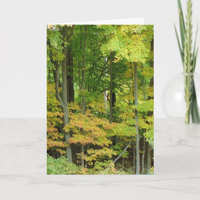 Sympati - Tyst skog Kort (Framsida)