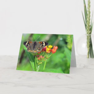 Sympatiskort (Common Buckeye 2470) Kort