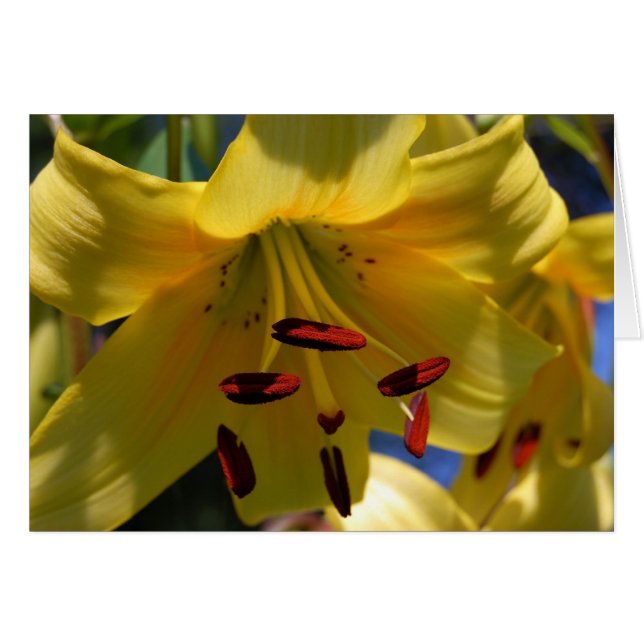 Symphony i Gult Hälsningskort (Framsidan Horizontal)