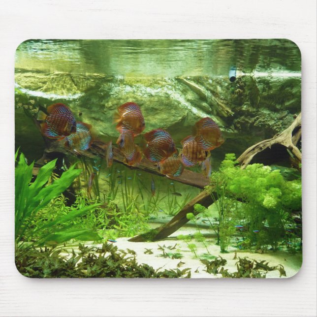 Symphysodon tank med den Tetras fisken Musmatta (Framsidan)