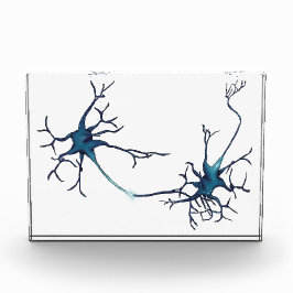 Synapse mellan Neurons, Neuroscience Neuron
