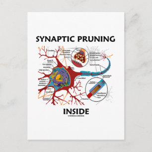Synaptic Pruning Inside euro Synapse Geek Humor Vykort