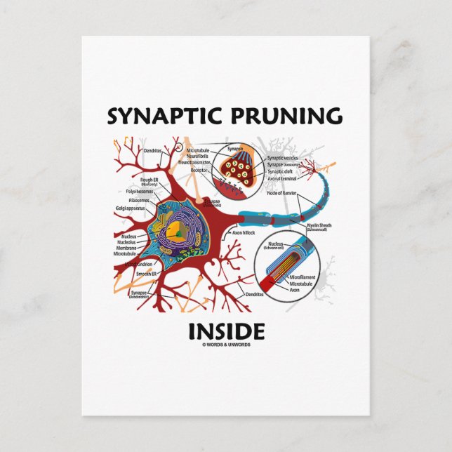Synaptic Pruning Inside euro Synapse Geek Humor Vykort (Framsida)