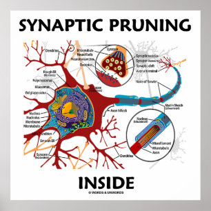 Synaptic Pruning Inside euro Synapse Neurologi Poster