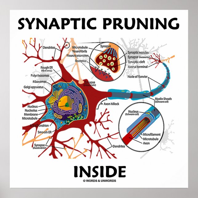 Synaptic Pruning Inside euro Synapse Neurologi Poster (Framsidan)