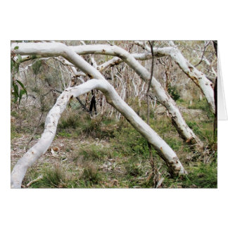 Synchronicity OBS Kort