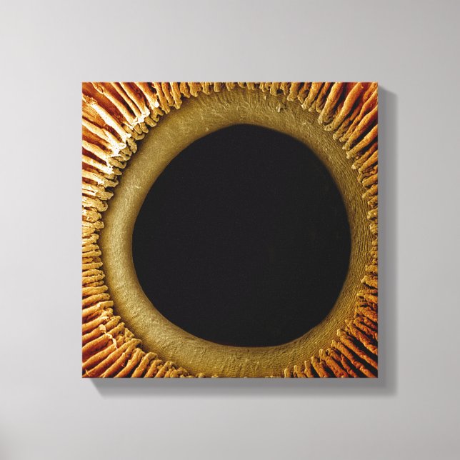 Synen på den inre yta i iris canvastryck (Framsida)