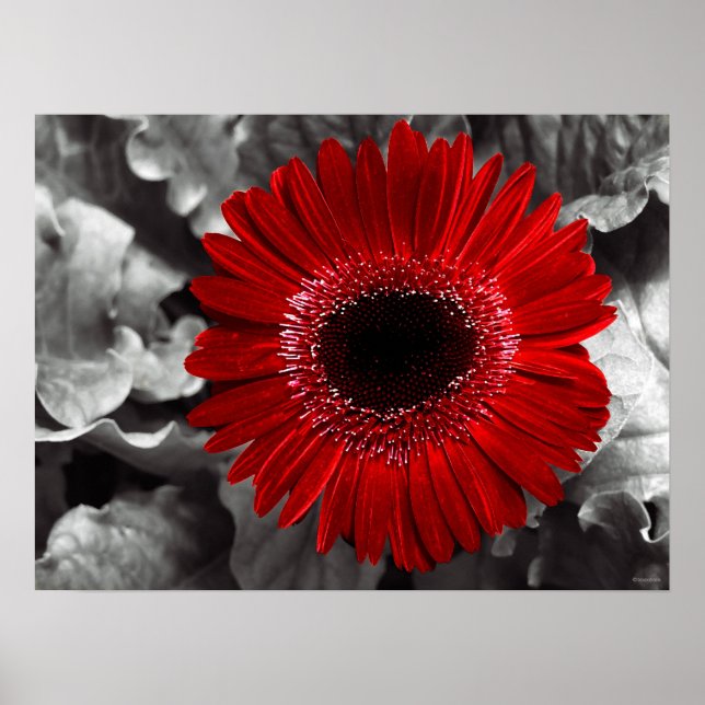 synlig röd poster (Framsidan)