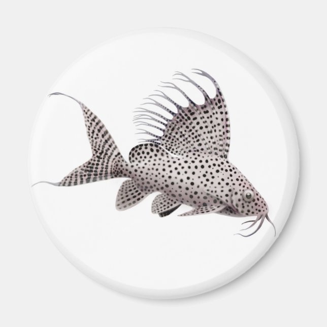 Synodontis eupterus Catfish Magnet (Framsidan)