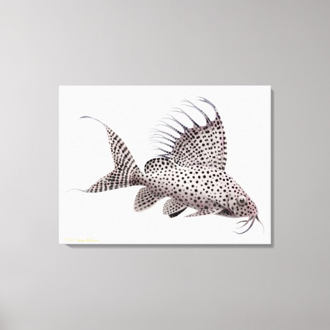 Synodontis Eupterus Catfish Wrapped Canvas (Framsida)