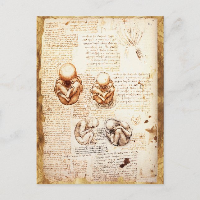 Synpunkter på en fetus i Womb,Ob-Gyn Medical Vykort (Framsida)