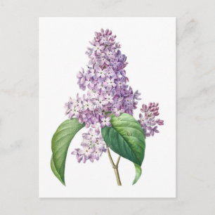 Syrenblommor Redouté Botanisk Illustration Vykort