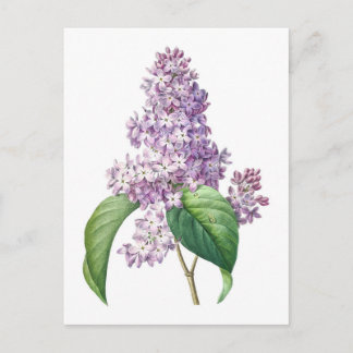Syrenblommor Redouté Botanisk Illustration Vykort