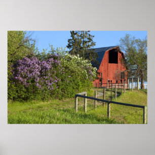 Syrenbuskar i blom och skator i träden poster