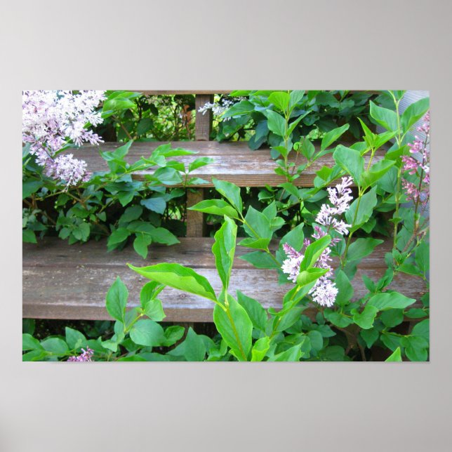 Syrenbuske och blommor som växer genom trätrappor poster (Framsidan)