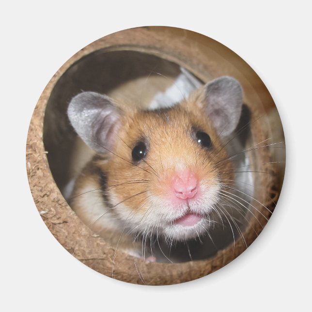 Syrian Pet Hamster - Standard Hamster - Nalle Magnet (Framsidan)