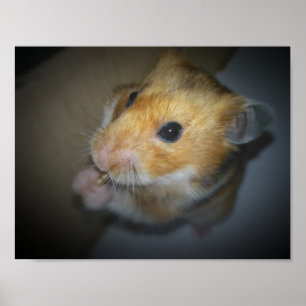 Syriansk Hamsteraffisch Poster