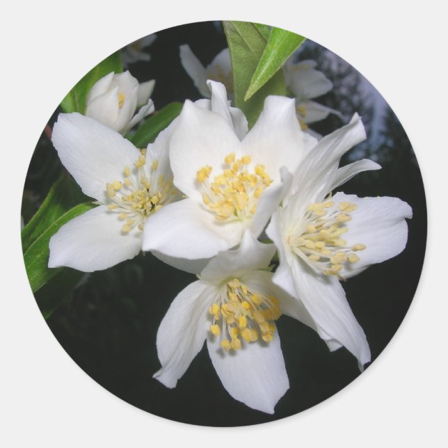 Syringa-klistermärken Runt Klistermärke (Framsida)