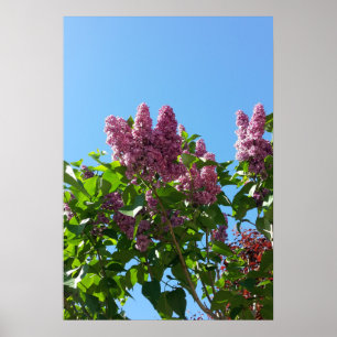 Syringa, Lilac-blomman träd Poster